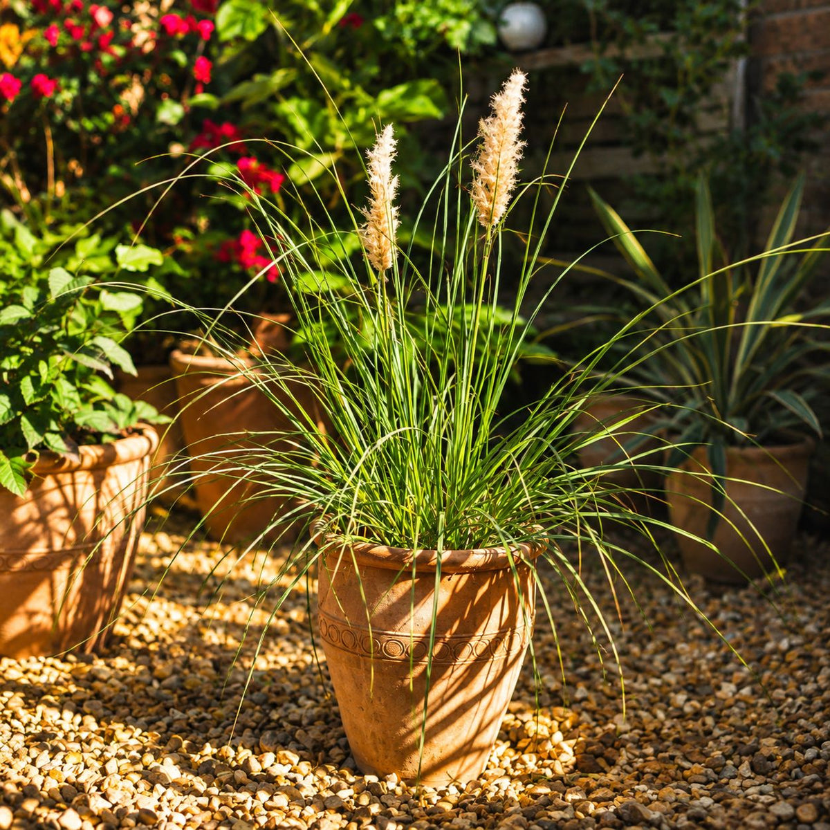 Cortaderia Selloana Tiny Pampa Flower Plant