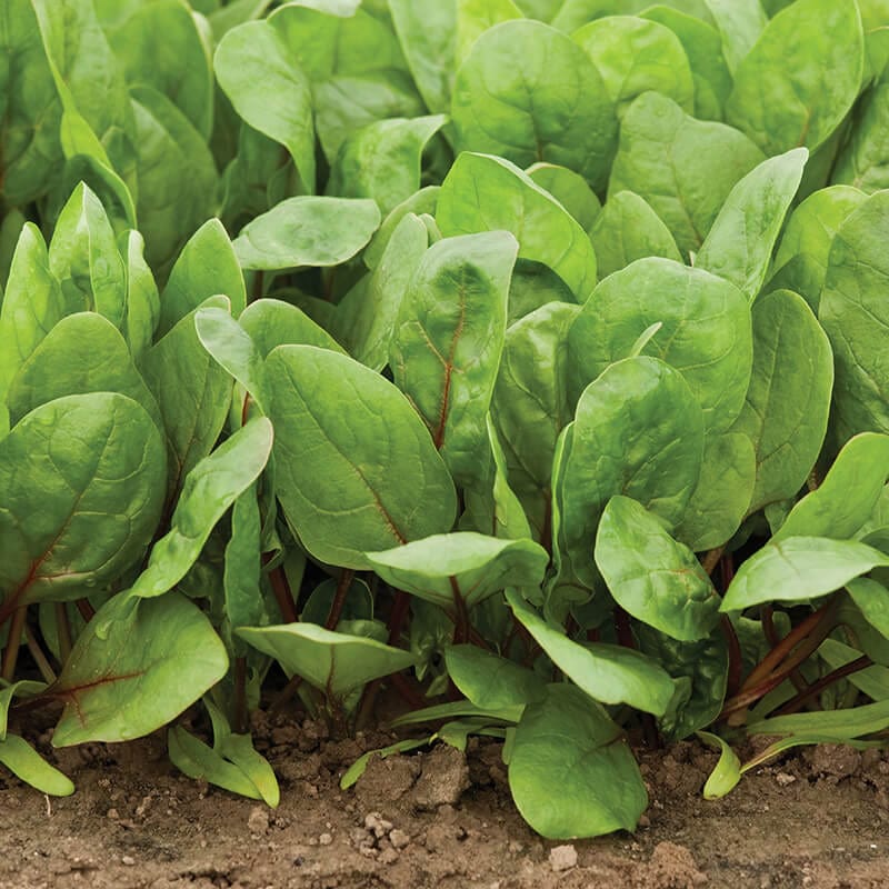 dt-brown VEGETABLE SEEDS Spinach Red Cardinal F1 Seeds