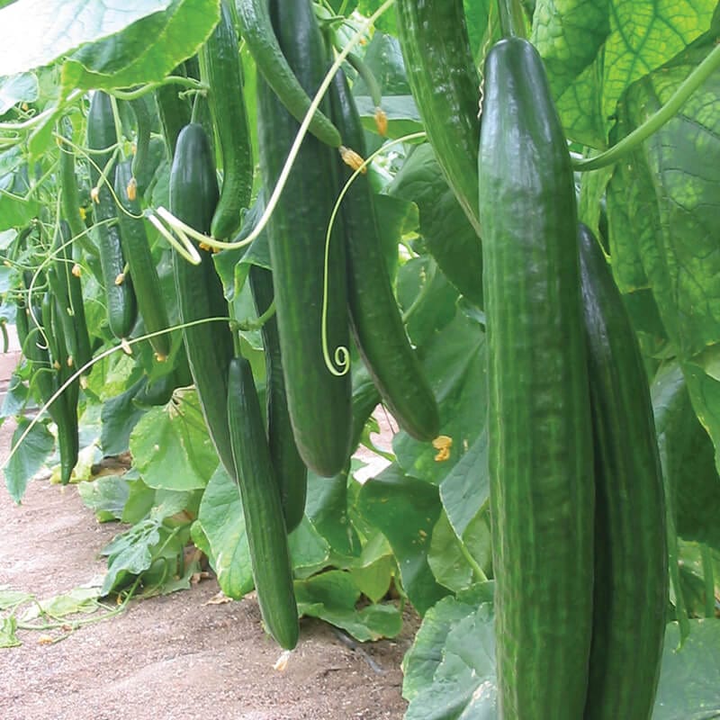 dt-brown VEGETABLE SEEDS Cucumber (Indoor) Carmen F1 Seeds