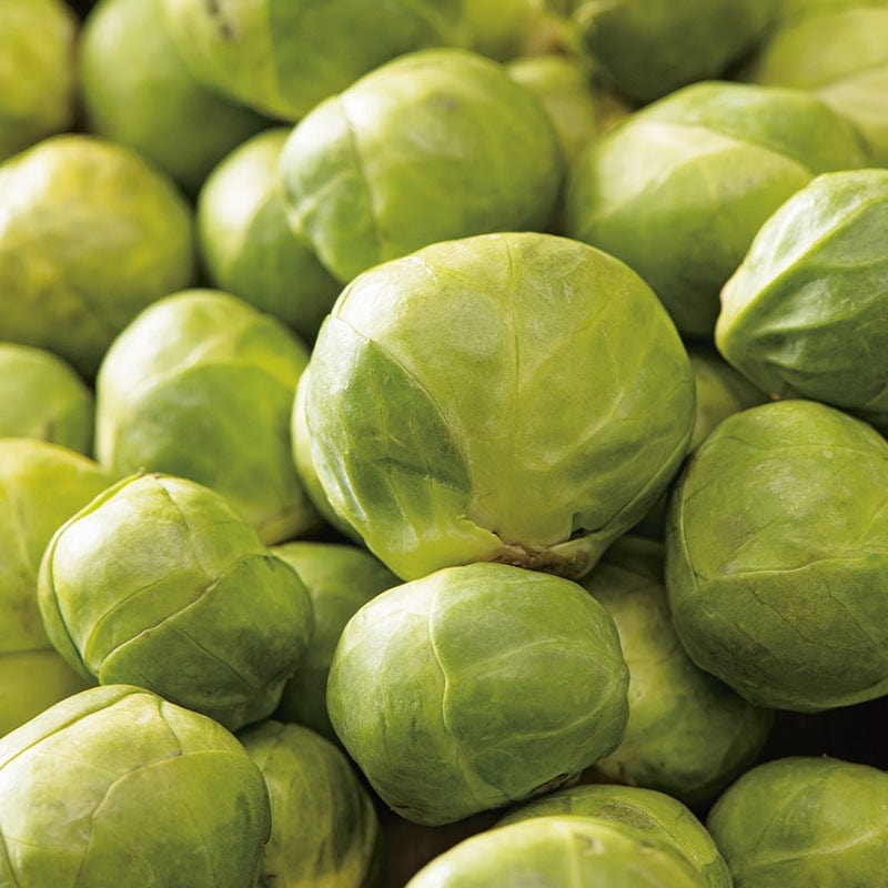 dt-brown VEGETABLE SEEDS Brussels Sprout Maximus F1 AGM Seeds