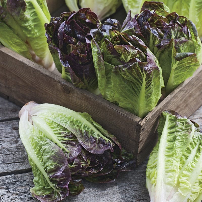 dt-brown VEGETABLE SEEDS Lettuce Amaze AGM Seeds