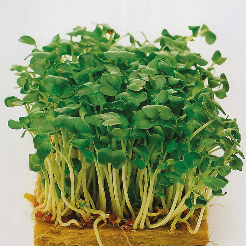 dt-brown VEGETABLE SEEDS Salad Leaves Mustard White Seeds