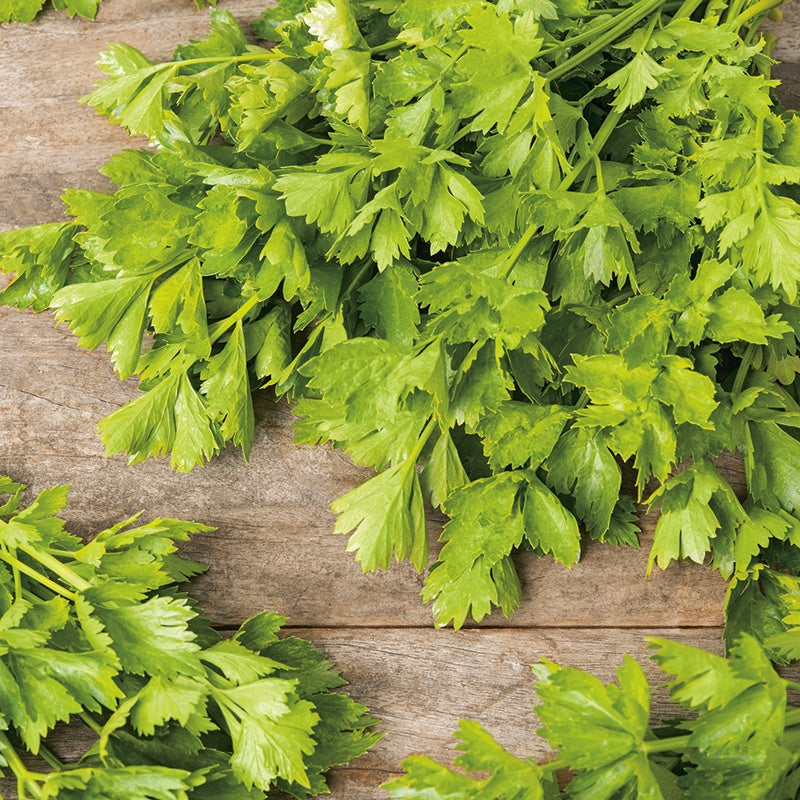 Celery Parcel Seeds