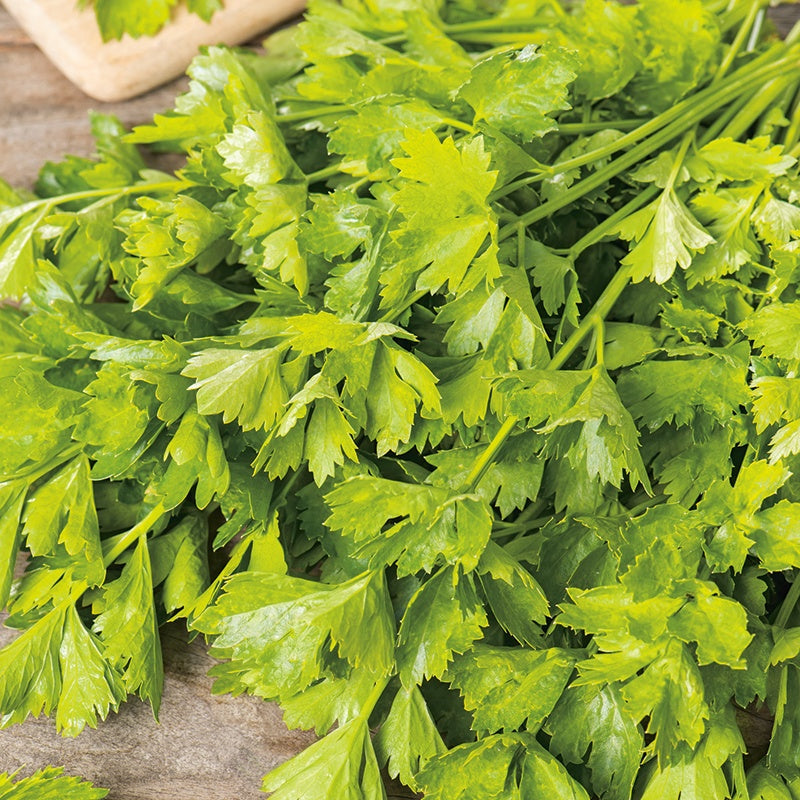 Celery Parcel Seeds