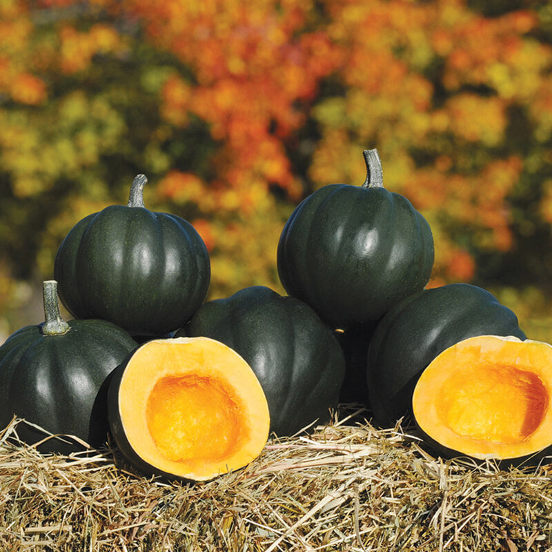 Winter Squash Honey Bear F1 Seeds