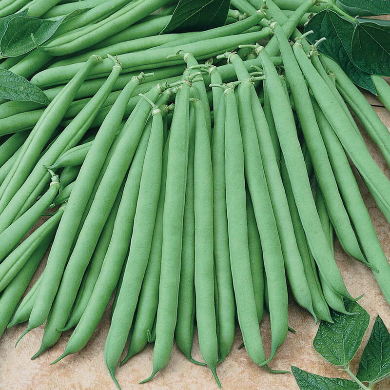 Dwarf French Bean Primavera Seeds