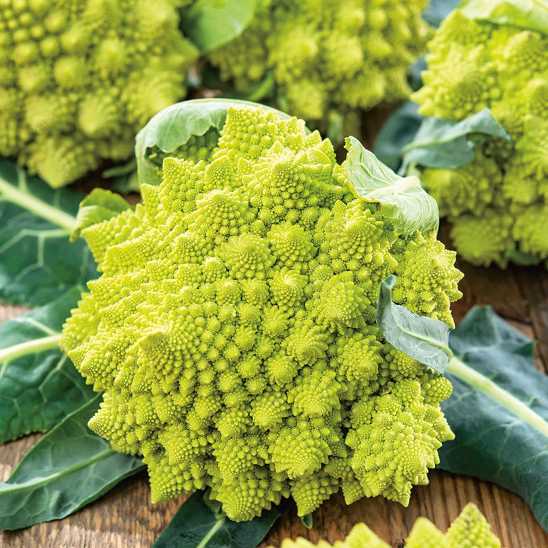 Cauliflower Romanesco Veronica F1 Seeds