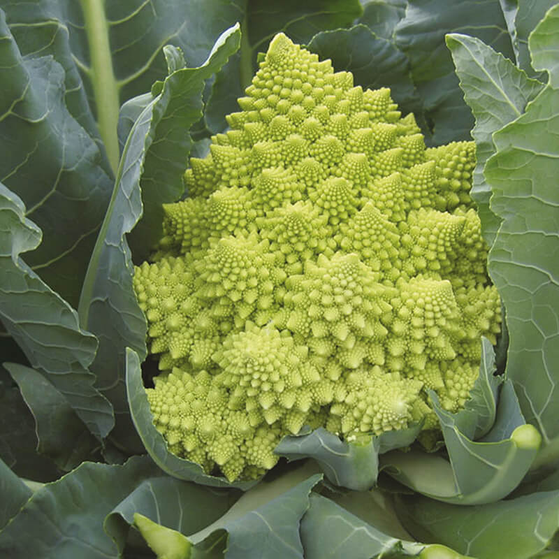Cauliflower Romanesco Veronica F1 Seeds
