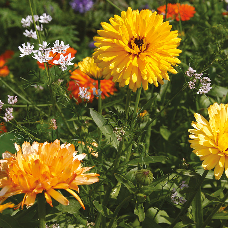 Mixed Annuals Anti-Aphid Flower Seeds