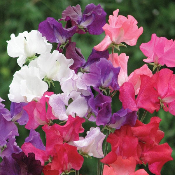dt-brown FLOWER SEEDS Sweet Pea Best of British Flower Seeds