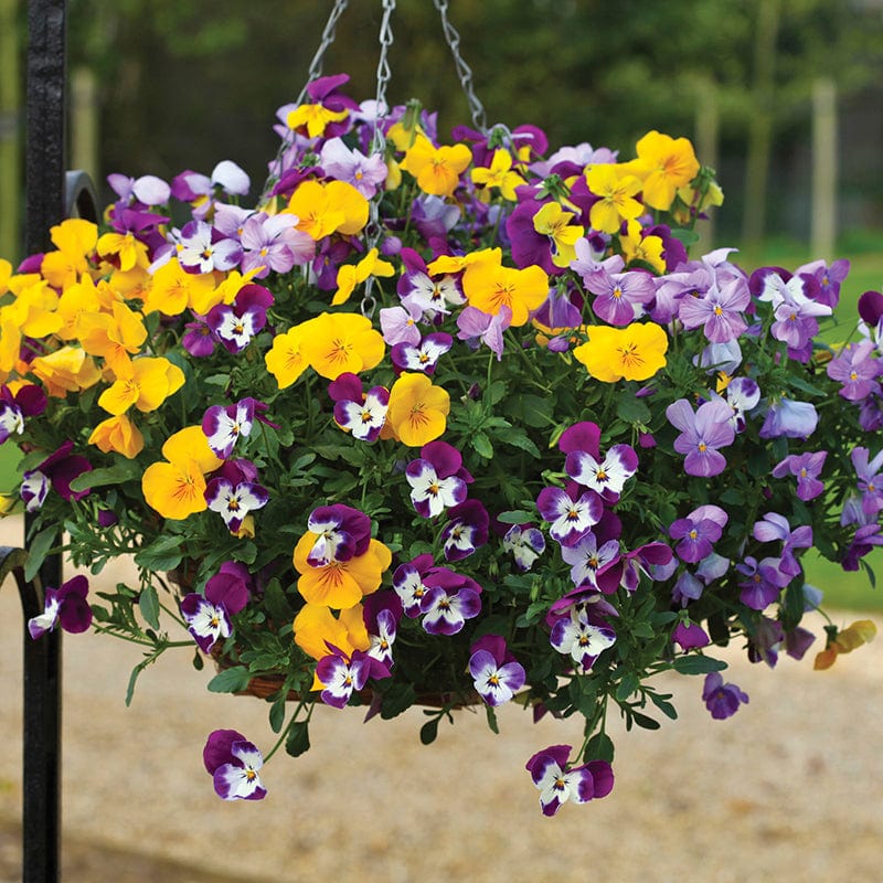 dt-brown FLOWER SEEDS Pansy (Winter) Freefall Mixed F1 Flower Seeds