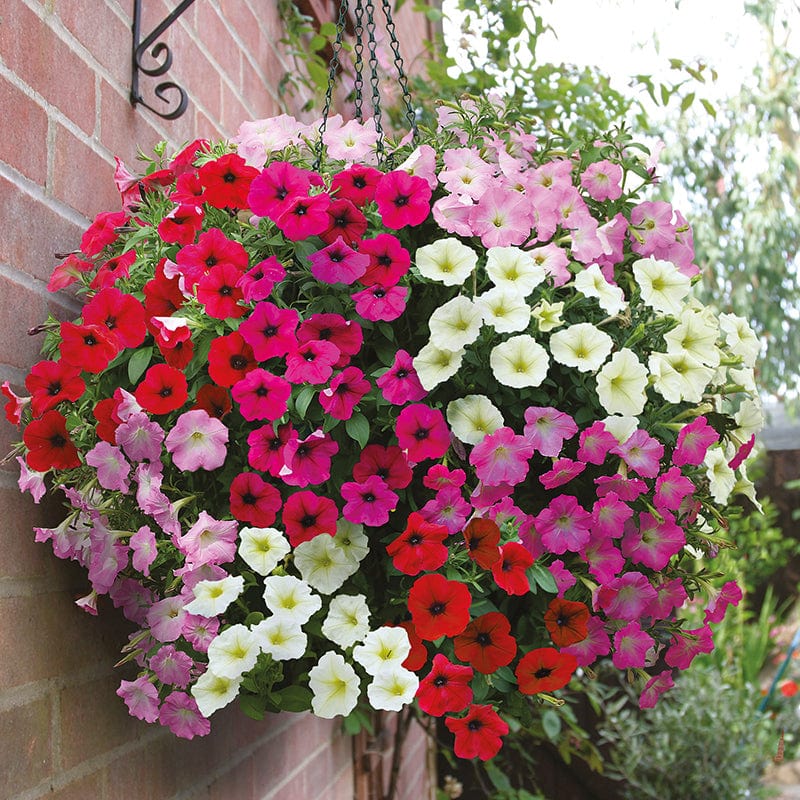 dt-brown FLOWER SEEDS Petunia Rapide Mixed F1 Seeds