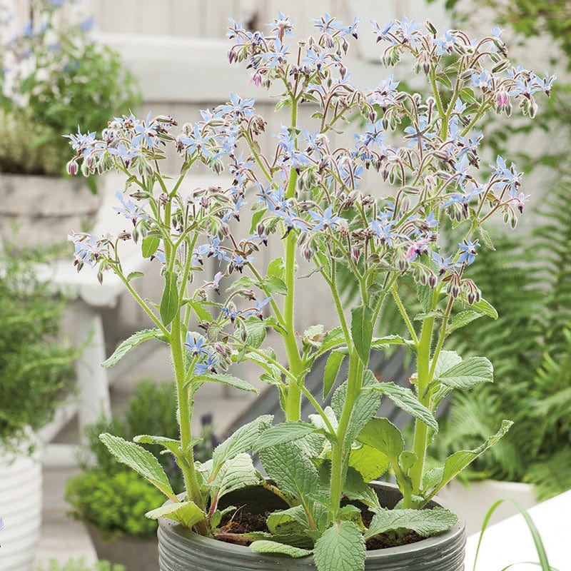 planting borage in pots Borage Herb Seeds From D. T. Brown