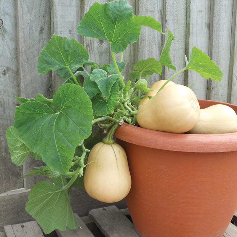 Squash Butternut Butterbush F1 Vegetable Plants From Brown