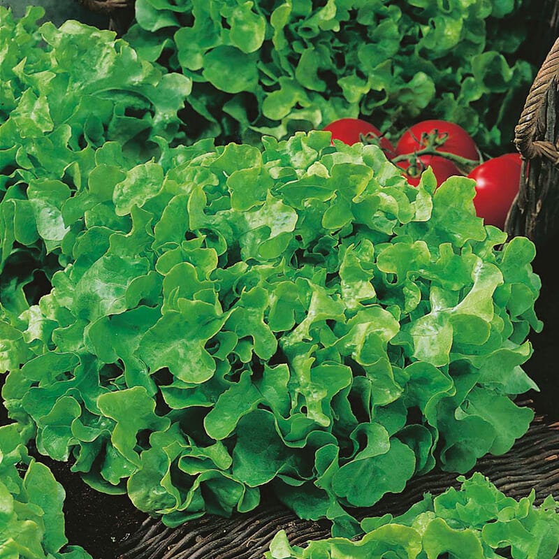 dt-brown VEGETABLE SEEDS Lettuce Red & Green Salad Bowl Seeds