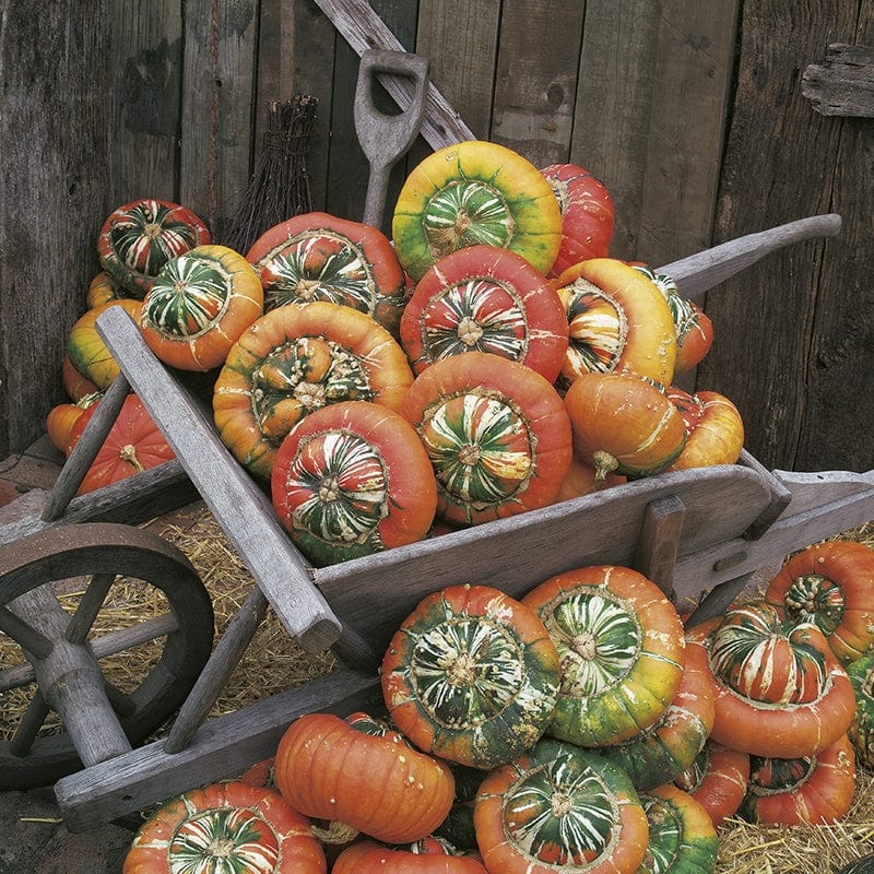 dt-brown VEGETABLE SEEDS Squash (Winter) Turks Turban Seeds