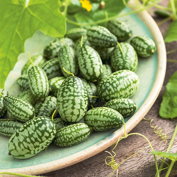 dt-brown VEGETABLE PLANTS Cucamelon Mexican Gherkin
