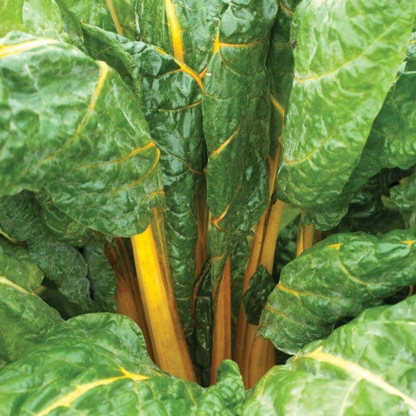 dt-brown VEGETABLE SEEDS Chard Bright Yellow Seeds