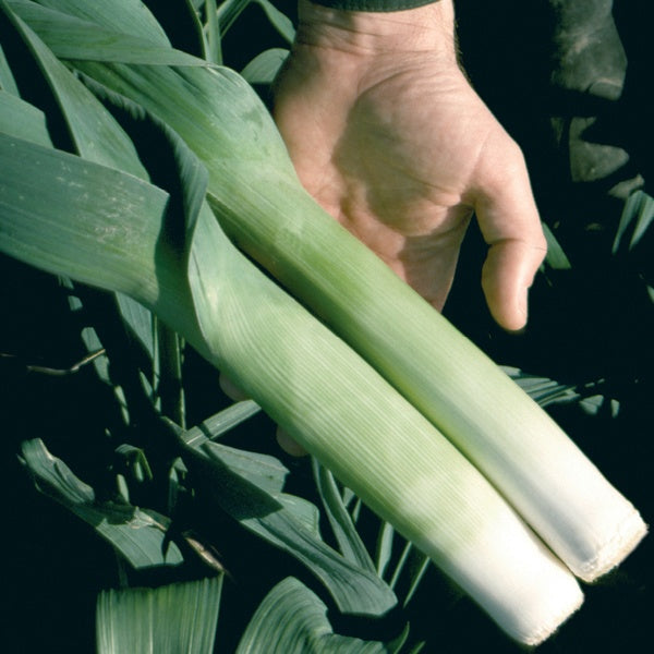 Leek Oarsman F1 Seeds