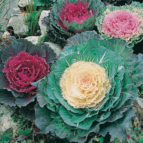 dt-brown FLOWER SEEDS Ornamental Cabbage