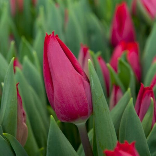 dt-brown FLOWER BULBS Tulip First Star Flower Bulbs