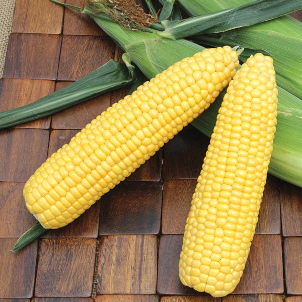 dt-brown VEGETABLE PLANTS Sweetcorn ACX SS7403RY Veg Plants