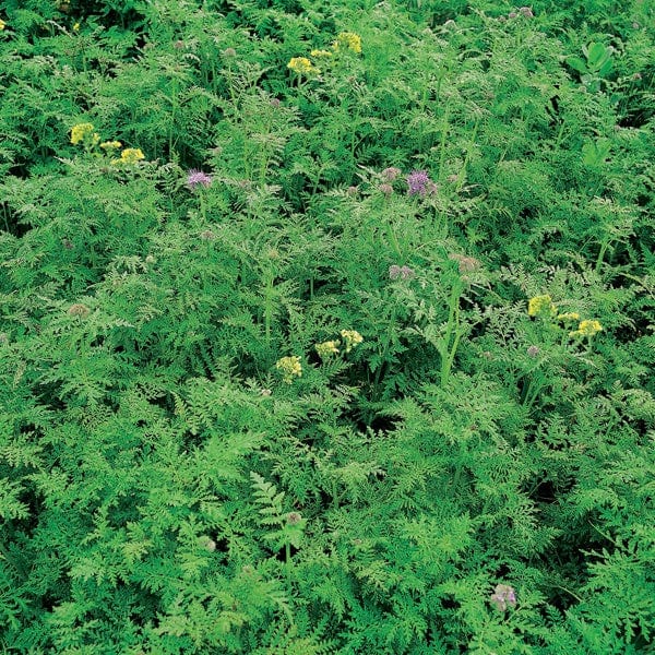 dt-brown VEGETABLE SEEDS Green Manure Spring/Summer Mix