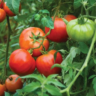 dt-brown VEGETABLE SEEDS Tomato Big Daddy F1 Seeds