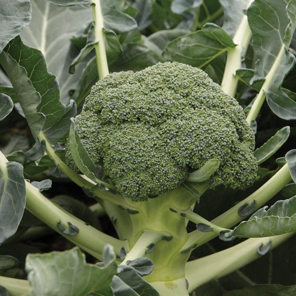 dt-brown VEGETABLE SEEDS Calabrese Monclano F1 Seeds