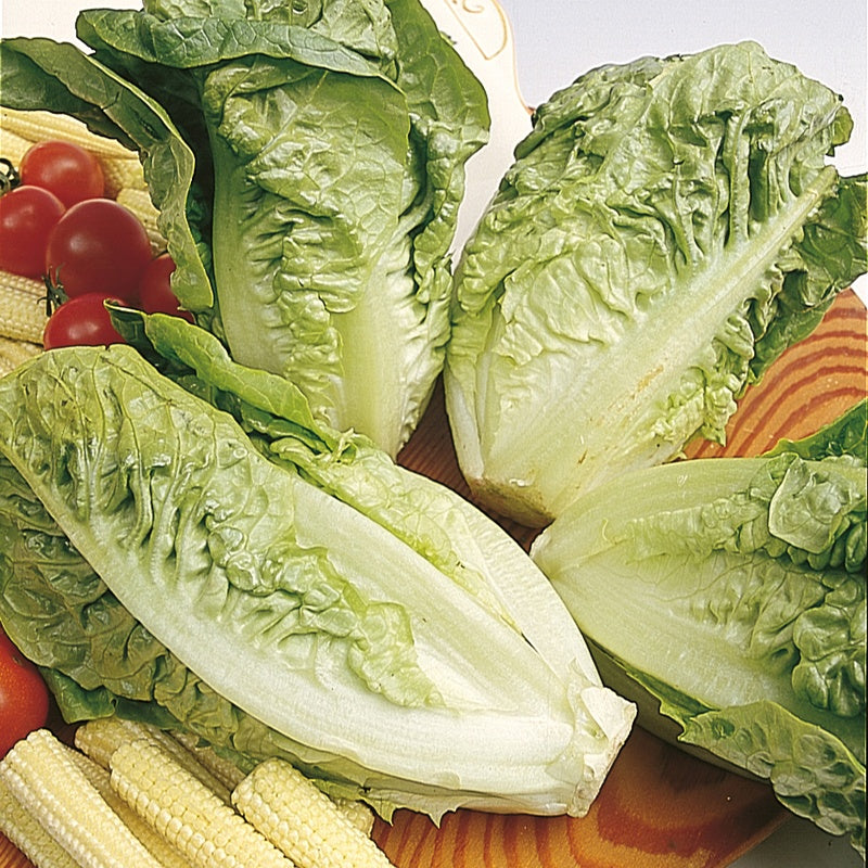 Lettuce Little Gem Seed Tape