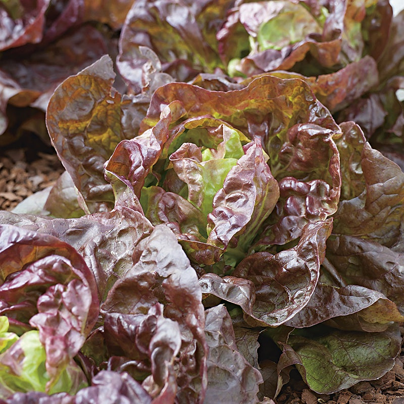 Lettuce Marvel of Four Seasons Seeds