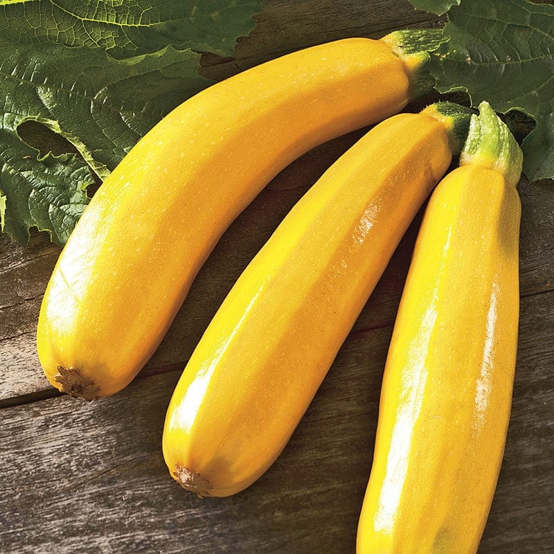 dt-brown VEGETABLE SEEDS Courgette Easy Pick Gold F1 Seeds