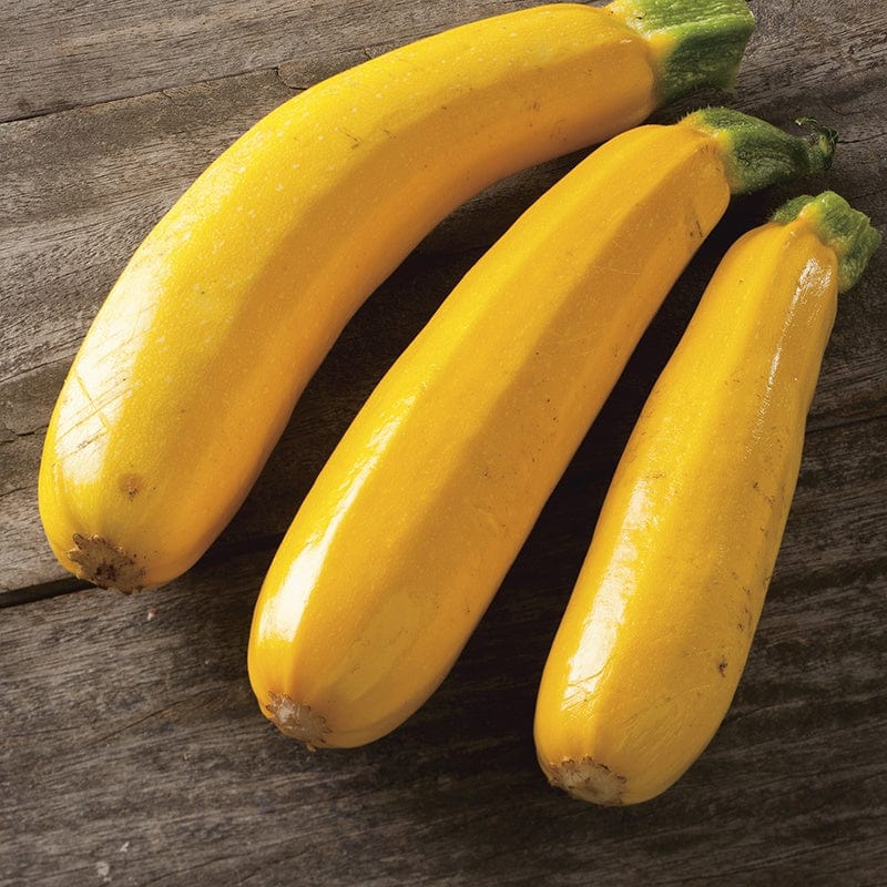 dt-brown VEGETABLE SEEDS Courgette Easy Pick Gold F1 Seeds