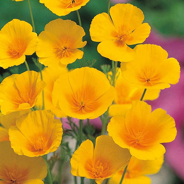 dt-brown FLOWER SEEDS Californian Poppy Golden Values Flower Seeds
