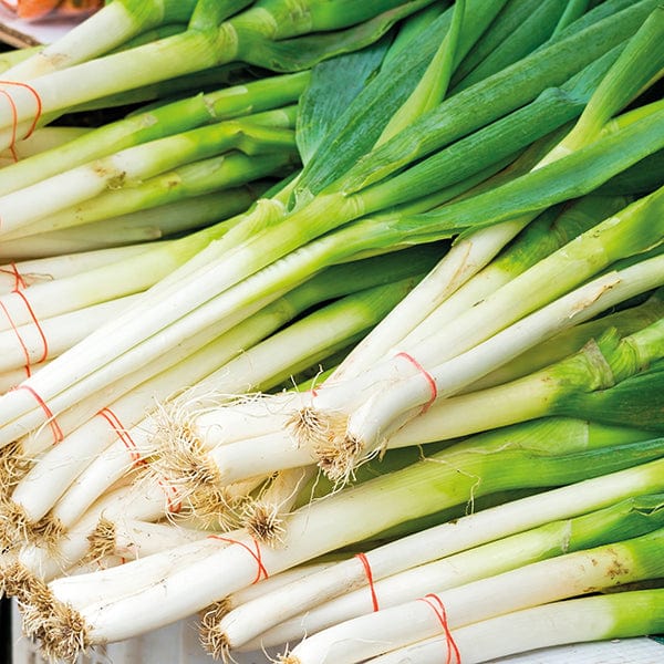 dt-brown VEGETABLE SEEDS Onion Darcy (previously know as TSX 8516) Seeds