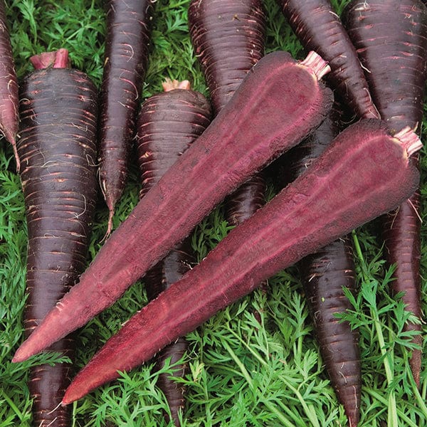 dt-brown VEGETABLE SEEDS Carrot Deep Purple F1 Seeds