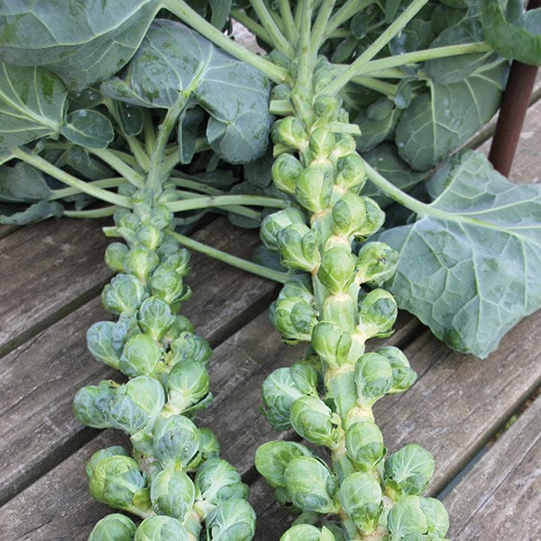 dt-brown VEGETABLE SEEDS Brussels Sprout Trafalgar F1 Veg Seeds
