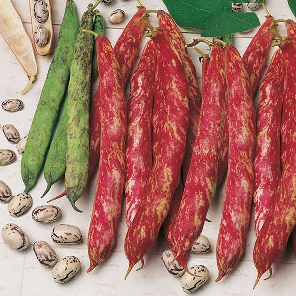 dt-brown VEGETABLE PLANTS 6 x garden ready plants (LATE) Climbing French Bean Borlotto Veg Plants