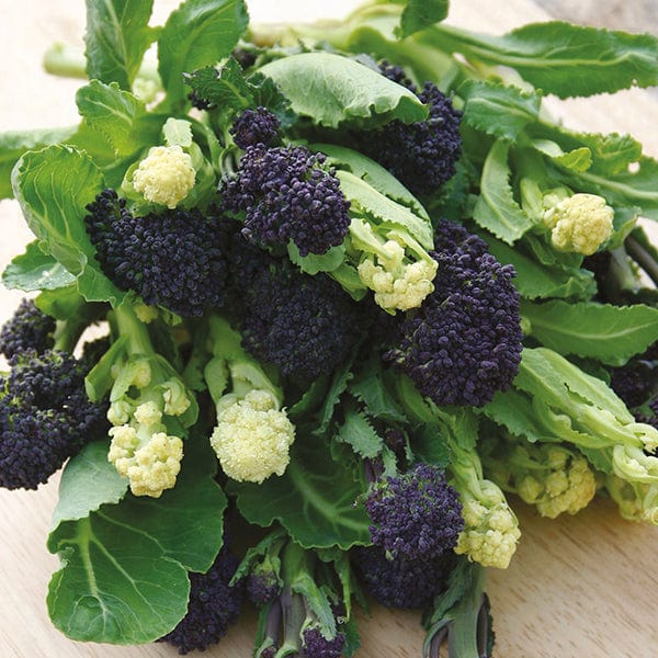 dt-brown VEGETABLE SEEDS Broccoli Lancer Mixed Veg Seeds