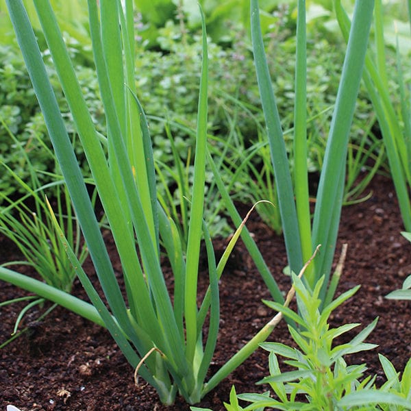 dt-brown VEGETABLE SEEDS Welsh Onion Veg Seeds