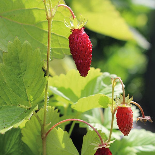 dt-brown VEGETABLE SEEDS Wild Strawberry Herb Seeds