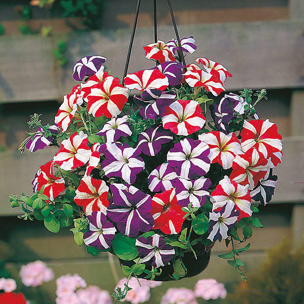 Petunia Stars & Stripes Mixed F1 Seeds