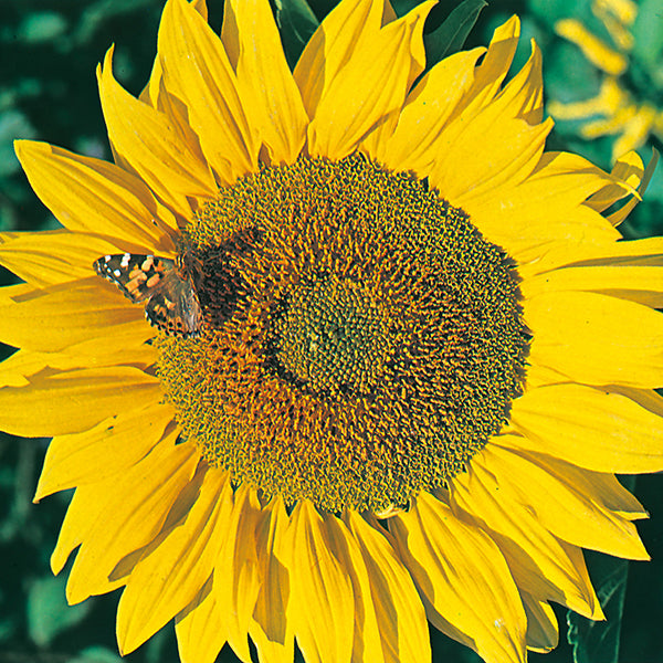 Sunflower Titan Seeds