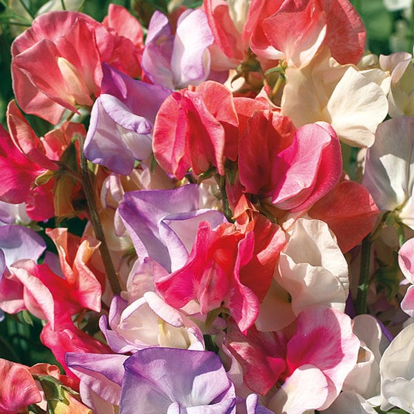 dt-brown FLOWER SEEDS Sweet Pea Incense Mixed Flower Seeds