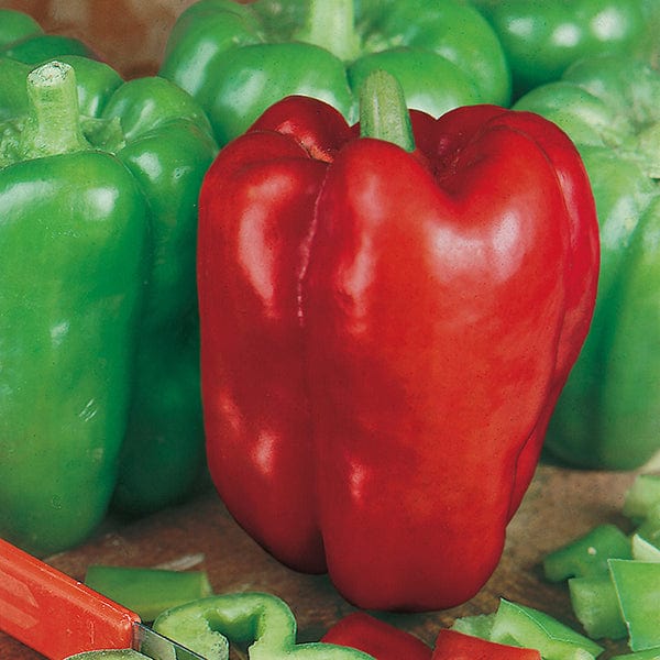 dt-brown VEGETABLE SEEDS Capsicum Giant Bell Veg Seeds