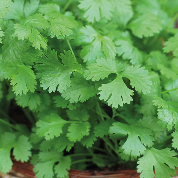dt-brown VEGETABLE SEEDS Coriander Cilantro Seeds