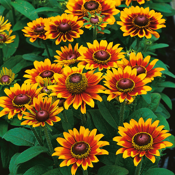 Rudbeckia Toto Rustic Seeds