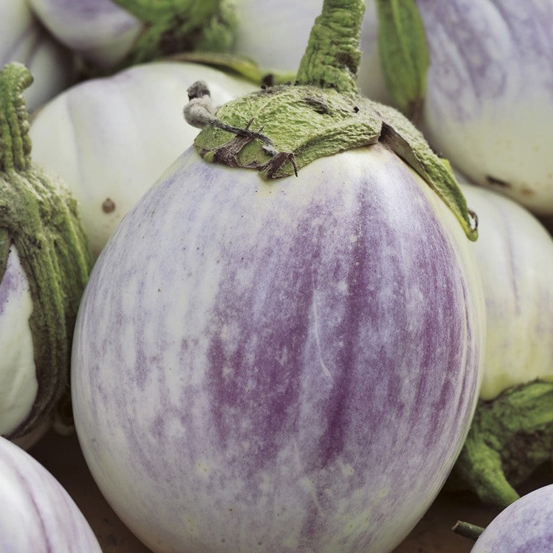 Aubergine Rosa Bianca Seeds