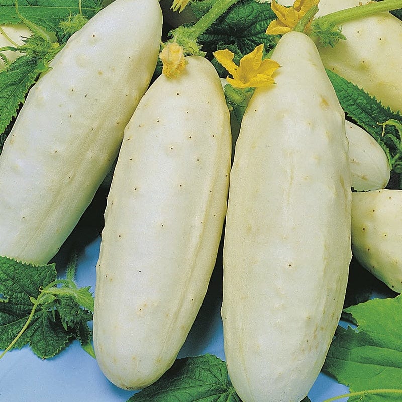 dt-brown VEGETABLE SEEDS Cucumber White Wonder