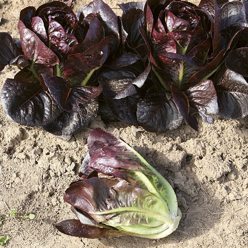 Lettuce Moonred Seeds